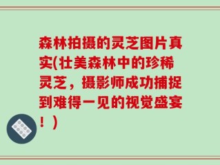 森林拍摄的灵芝图片真实(壮美森林中的珍稀灵芝，摄影师成功捕捉到难得一见的视觉盛宴！)