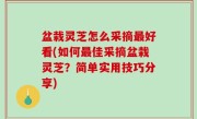 盆栽灵芝怎么采摘最好看(如何最佳采摘盆栽灵芝？简单实用技巧分享)