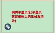 桐树平盖灵芝(平盖灵芝在桐树上的生长及功效)