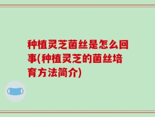 种植灵芝菌丝是怎么回事(种植灵芝的菌丝培育方法简介)