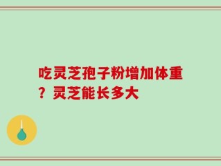 吃灵芝孢子粉增加体重？灵芝能长多大