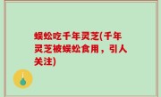 蜈蚣吃千年灵芝(千年灵芝被蜈蚣食用，引人关注)