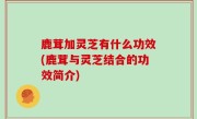 鹿茸加灵芝有什么功效(鹿茸与灵芝结合的功效简介)