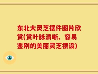 东北大灵芝摆件图片欣赏(赏叶脉清晰、容易鉴别的美丽灵芝摆设)