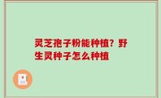 灵芝孢子粉能种植？野生灵种子怎么种植