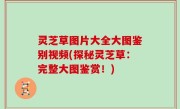 灵芝草图片大全大图鉴别视频(探秘灵芝草：完整大图鉴赏！)