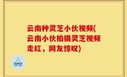 云南种灵芝小伙视频(云南小伙拍摄灵芝视频走红，网友惊叹)