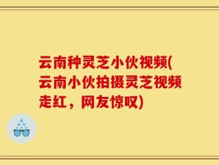 云南种灵芝小伙视频(云南小伙拍摄灵芝视频走红，网友惊叹)