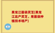 黑龙江菌袋灵芝(黑龙江出产灵芝，用菌袋种植技术增产)