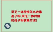 灵芝一体种植怎么收集孢子粉(灵芝一体种植的孢子粉收集方法)