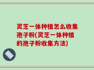 灵芝一体种植怎么收集孢子粉(灵芝一体种植的孢子粉收集方法)