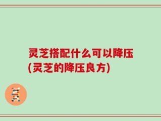 灵芝搭配什么可以降压(灵芝的降压良方)