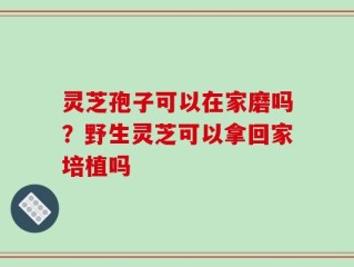 灵芝孢子可以在家磨吗？野生灵芝可以拿回家培植吗