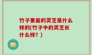 竹子里面的灵芝是什么样的(竹子中的灵芝长什么样？)