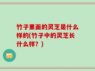 竹子里面的灵芝是什么样的(竹子中的灵芝长什么样？)