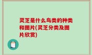 灵芝是什么鸟类的种类和图片(灵芝分类及图片欣赏)