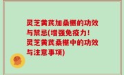 灵芝黄芪加桑椹的功效与禁忌(增强免疫力！灵芝黄芪桑椹中的功效与注意事项)