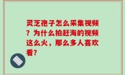 灵芝孢子怎么采集视频？为什么拍赶海的视频这么火，那么多人喜欢看？