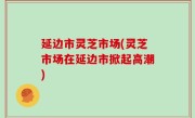 延边市灵芝市场(灵芝市场在延边市掀起高潮)