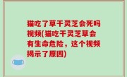 猫吃了草干灵芝会死吗视频(猫吃干灵芝草会有生命危险，这个视频揭示了原因)