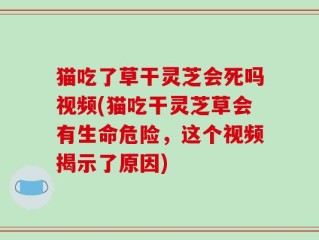 猫吃了草干灵芝会死吗视频(猫吃干灵芝草会有生命危险，这个视频揭示了原因)