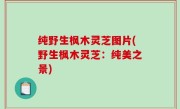 纯野生枫木灵芝图片(野生枫木灵芝：纯美之景)