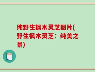 纯野生枫木灵芝图片(野生枫木灵芝：纯美之景)