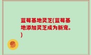蓝莓基地灵芝(蓝莓基地添加灵芝成为新宠。)