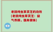 老鸽炖虫草灵芝的功效(老鸽炖虫草灵芝：益气养颜，强身健体)