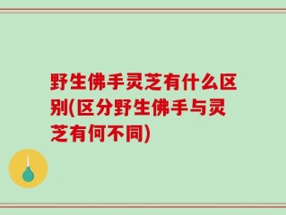 野生佛手灵芝有什么区别(区分野生佛手与灵芝有何不同)