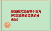 慈溪摘灵芝去哪个地方好(慈溪采摘灵芝的好去处)
