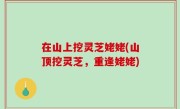 在山上挖灵芝姥姥(山顶挖灵芝，重逢姥姥)