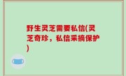 野生灵芝需要私信(灵芝奇珍，私信采摘保护)