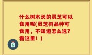 什么树木长的灵芝可以食用呢(灵芝树品种可食用，不知道怎么选？看这里！)