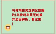 乌骨鸡和灵芝的区别图片(乌骨鸡与灵芝的差异全面解析，看这里！)