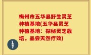 梅州市五华县野生灵芝种植基地(五华县灵芝种植基地：探秘灵芝栽培，品尝天然疗效)