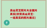 高山灵芝照片大全图片真实(欣赏高山灵芝：一组真实的照片展示)
