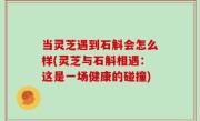 当灵芝遇到石斛会怎么样(灵芝与石斛相遇：这是一场健康的碰撞)
