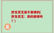 野生灵芝是不是硬的(野生灵芝：真的很硬吗？)