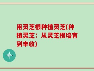 用灵芝根种植灵芝(种植灵芝：从灵芝根培育到丰收)