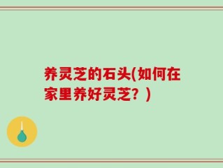 养灵芝的石头(如何在家里养好灵芝？)