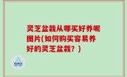 灵芝盆栽从哪买好养呢图片(如何购买容易养好的灵芝盆栽？)