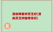 渭南哪里种灵芝好(渭南灵芝种植哪家好)