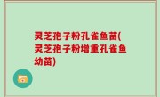 灵芝孢子粉孔雀鱼苗(灵芝孢子粉增重孔雀鱼幼苗)