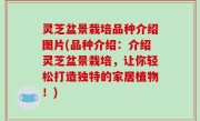 灵芝盆景栽培品种介绍图片(品种介绍：介绍灵芝盆景栽培，让你轻松打造独特的家居植物！)