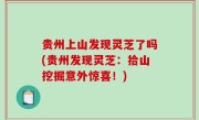 贵州上山发现灵芝了吗(贵州发现灵芝：拾山挖掘意外惊喜！)