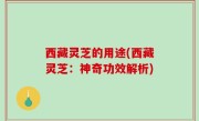 西藏灵芝的用途(西藏灵芝：神奇功效解析)