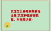 灵芝怎么种殖视频教程全集(灵芝种植详细教程，附视频讲解)