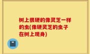 树上很硬的像灵芝一样的虫(像硬灵芝的虫子在树上现身)