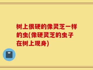 树上很硬的像灵芝一样的虫(像硬灵芝的虫子在树上现身)